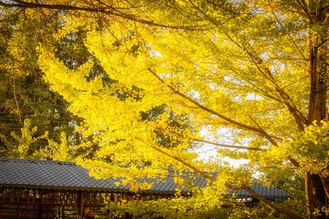 推荐国内11月份适合去的10个地方，去过5个不简单，你去过几个？