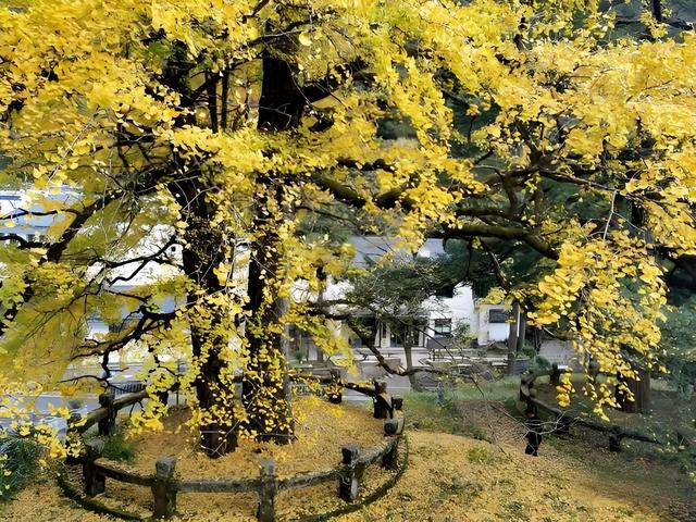 留着打卡！寺庙与千年古杏更配，每一张都是大片！