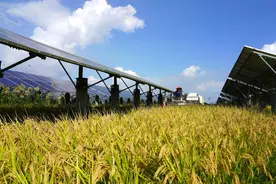 光伏板间水稻开镰收割图片