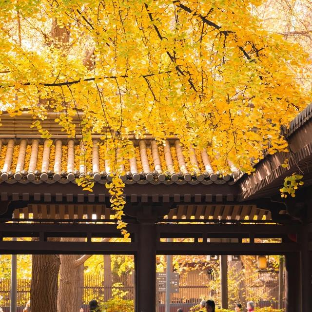 西安周末游丨这8个免费赏银杏叶好去处