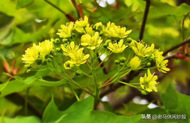 彭州白水河——避暑休闲好地方