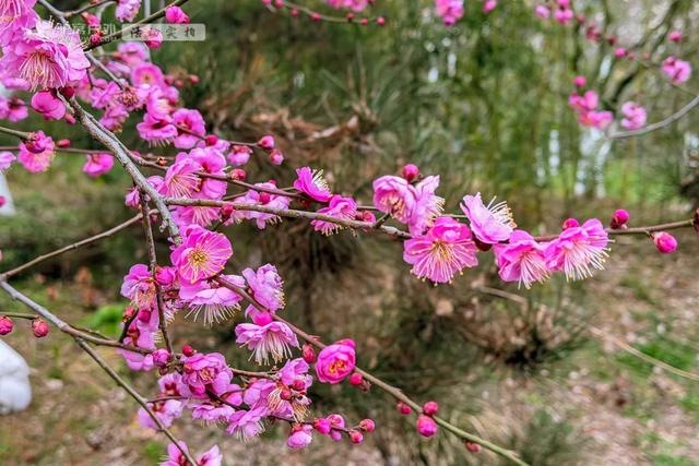 开啦！西安周边两处赏梅秘境，花开满屏VS品种多多，快去赏花走！