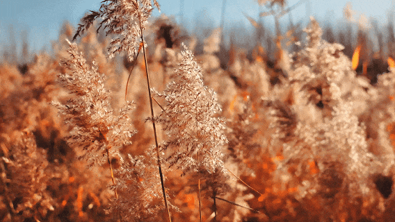 鱼台限定！芦苇荡的浪漫已上线