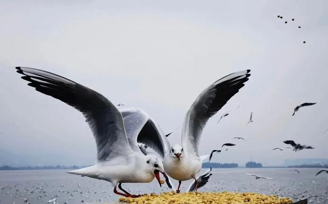 观鸥更方便！全新移动服务“神器”来了！