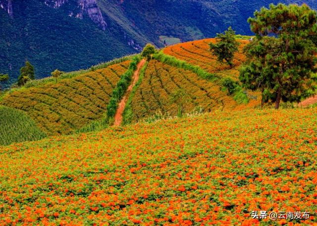 云南万寿菊花海如地毯铺满山峦