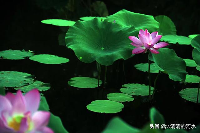 荷花是夏季里最曼妙的风景