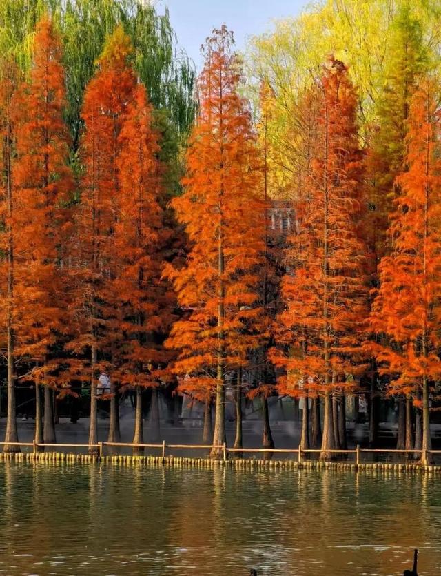 深圳这九个有落羽杉的地方，秋色美如画，接下来一天比一天美