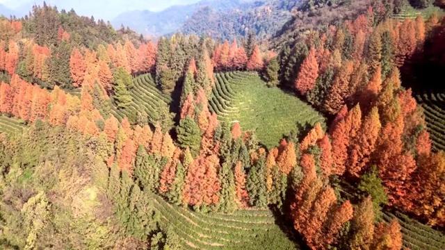 冬日来信｜在渠县秀岭春天，赴一场红叶与茶山的温柔邂逅