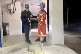 湖北阳新：校园上演“蛇出没” ，民警紧急出动消除隐患图片