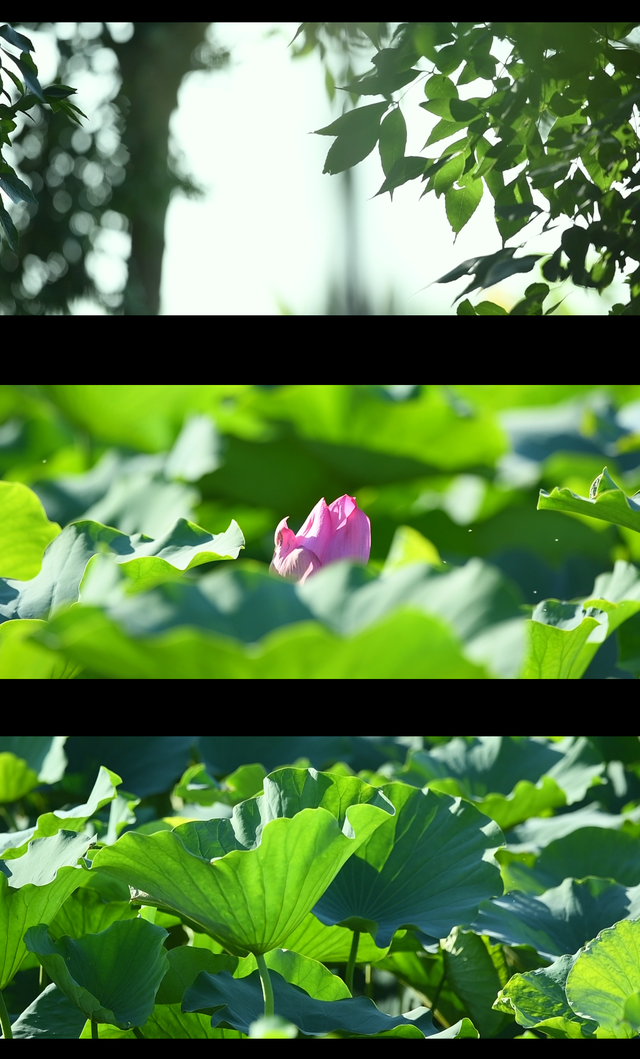 津南美景欣赏∣当微风吹过绿屏·八里湾，这里没有语言，只有森林的呼吸……