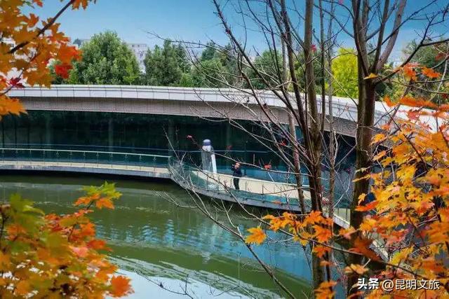 美上央媒!昆明红了!走走走,打卡最美枫景去,超全攻略速收藏→