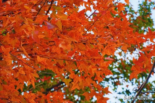 霞浦这处全球纬度最南枫香林，藏着闽东最浓的红韵