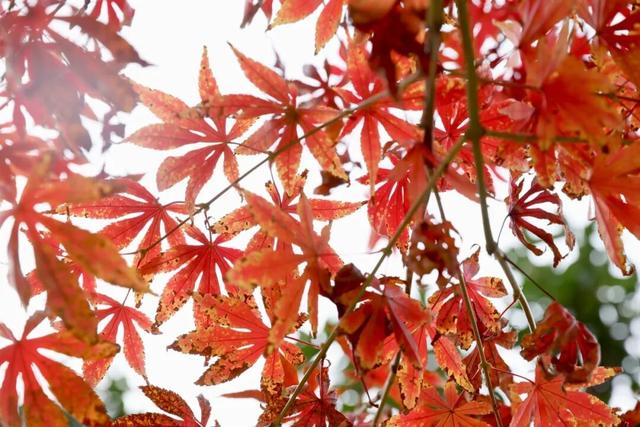 秋日限定美景，还不赶紧来拍？