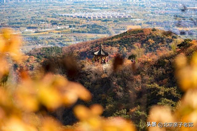 周末香山赏红叶保姆攻略