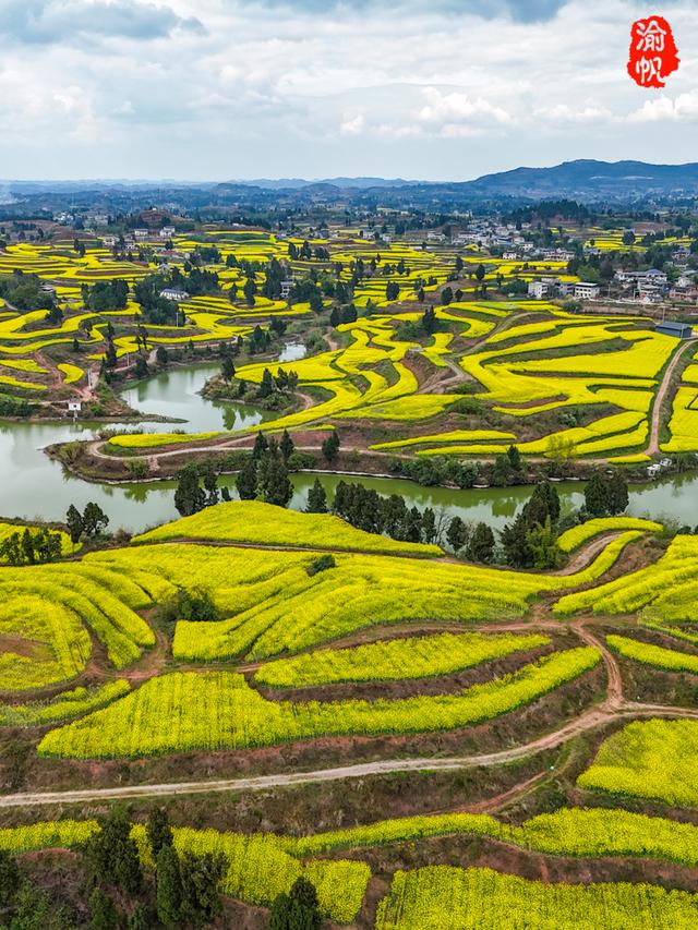 重庆，你糊涂呀！这么美的油菜花海都不宣传，感觉比云南罗平还美