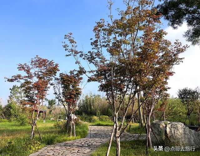 成都被冷落的彩林公园，惊艳无比，不要门票，地铁公交车直达！