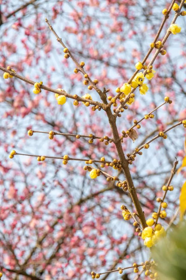 一年一度！重庆园博园红梅开啦→