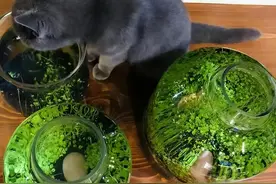 重庆一太太，因“在水缸里养铜钱草”而走红，那叫一个高级！图片