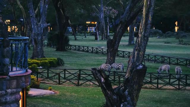 花5万远赴非洲追狮，一场属于中产的精神自救