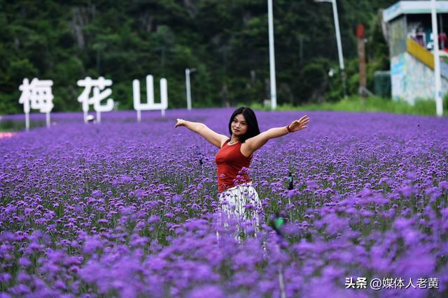 六盘水梅花山雪道变“紫色花海”避暑纳凉添新景