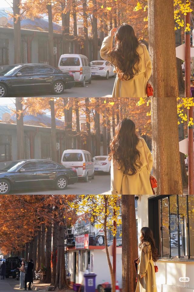 临沂市区赏秋地图出炉！红枫、银杏、落叶道…承包你的秋日朋友圈