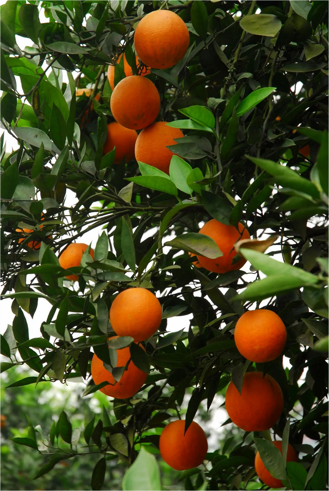 綦河故事讲不完