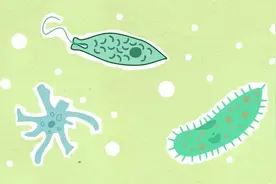 为什么宝宝打完疫苗后要忌口？图片