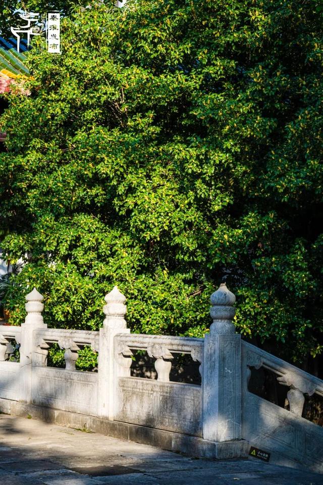 花样秦淮｜秋桂