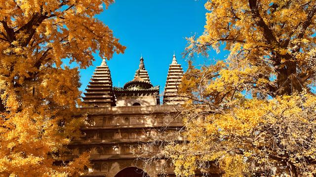 留着打卡！寺庙与千年古杏更配，每一张都是大片！