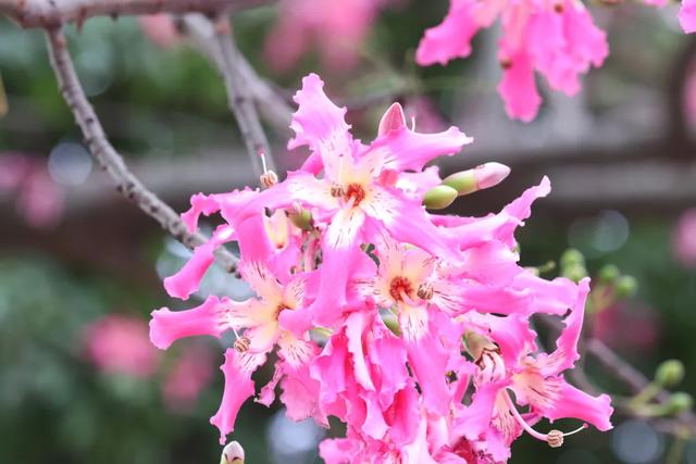 美翻了!石碣街头异木棉盛放,一树树粉花演绎都市浪漫