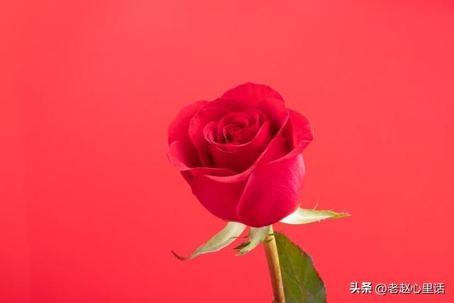 红玫瑰与白玫瑰：她为何越界，他又何从“朱砂痣”沦为“蚊子血”