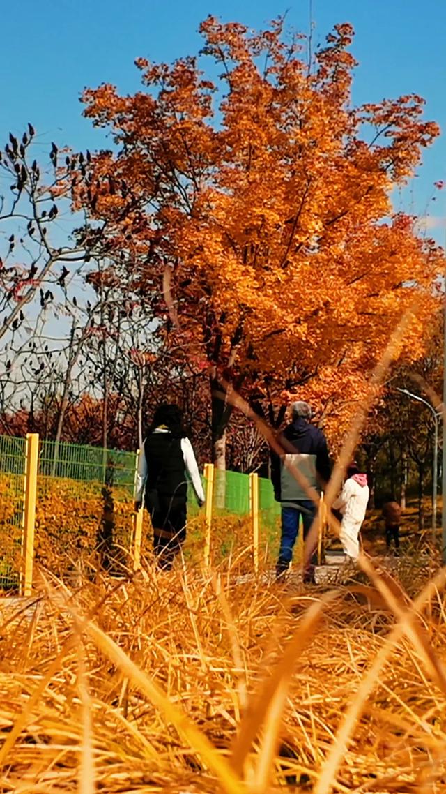 18公里步道免费开放！西五环边的这个公园迎来最佳观赏期——