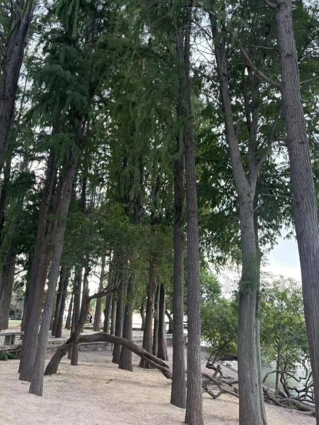 2天打卡无锡5个景点！狂拍500张照片，这才是真江南