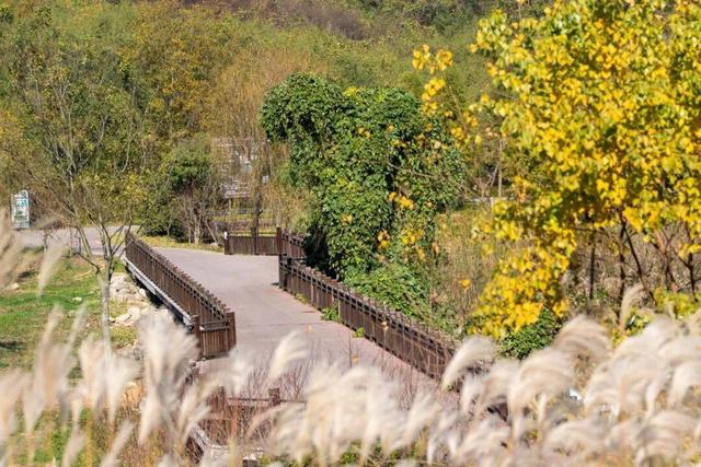 “植愈力”满分！金坛茅山秋冬植物大赏~