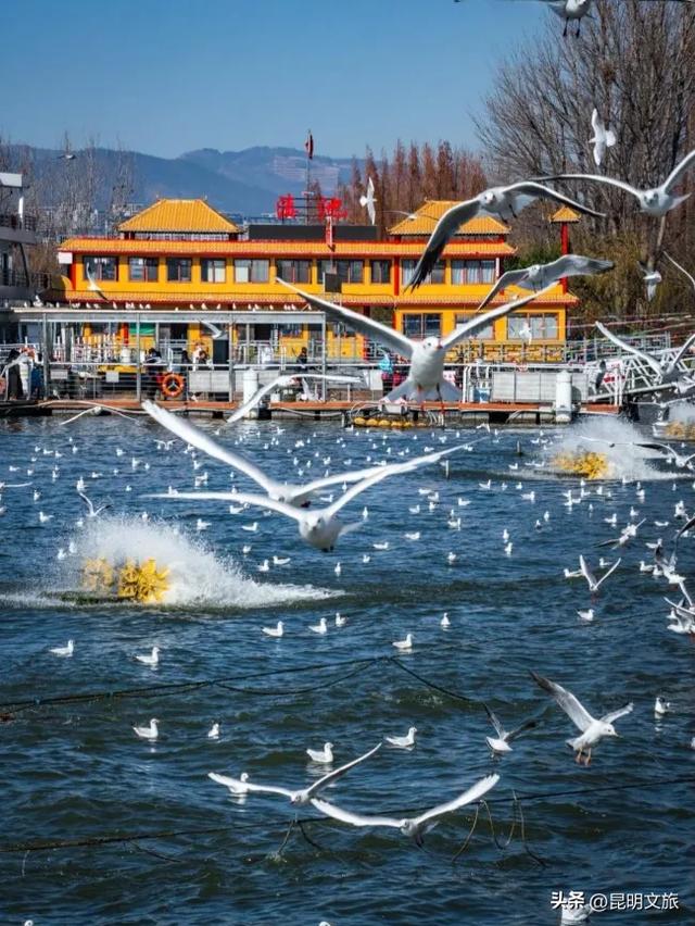 昆明人私藏观鸥地图+观杏！滴滴6折立减35元打车券直接薅