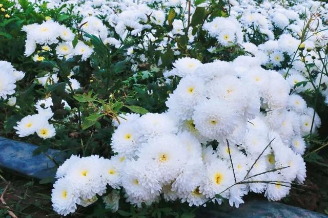 美翻！肥乡藏着一座菊园花海，美丽南赵等你来~