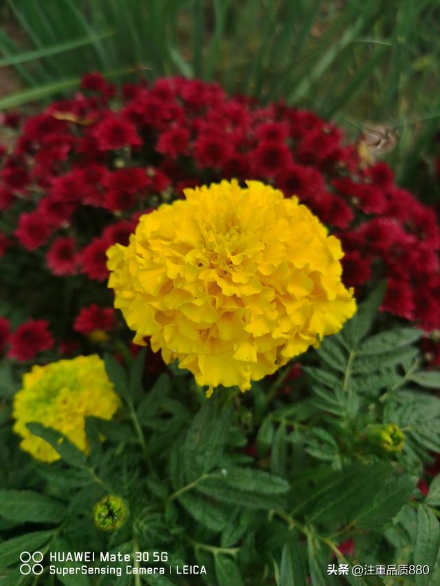 今年唐山南湖菊展从规模到品种在我印象中是多年来的第一次