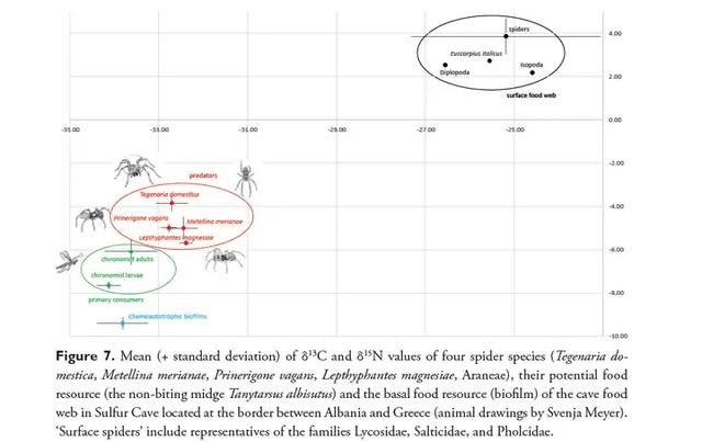 11万蜘蛛的超级工程：地下织出百米丝网，竟启发人类新材料革命