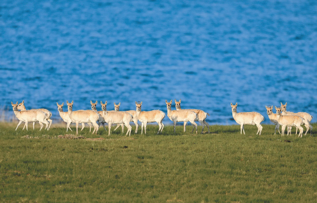 野外仅200多只！青海两兄弟8年捡59只回家，每只都给起名字