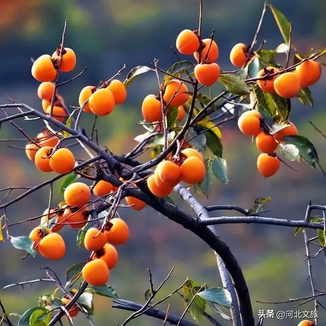 一路出色，打卡保定3条色彩秘境~