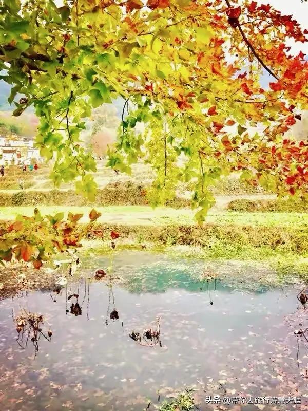 黟县塔川村初冬时节,一地落叶也是五彩斑斓