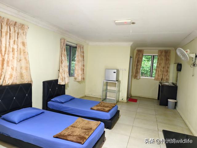 马来西亚(36)砂拉越州⑩峇哥国家公园夜间徒步体验