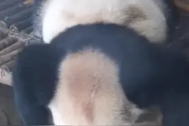 谁家大熊猫睡姿这么潦草呢图片