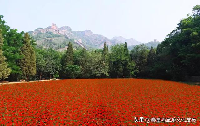 山海关长城金秋菊展即将启幕，精彩抢先看！
