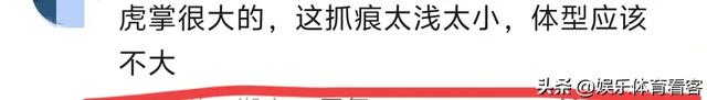 湖北恩施一村民干农活时被老虎抓伤：持锄头敲了它几下 摇摇头走了