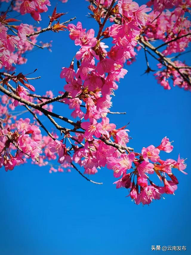 当冬樱遇上茶园！楚雄双柏白竹山粉绿秘境美成诗~