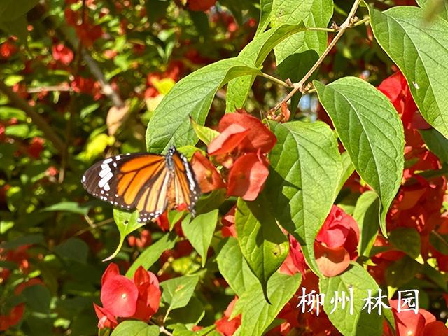 柳州市柳石路游步道变身“红色瀑布”