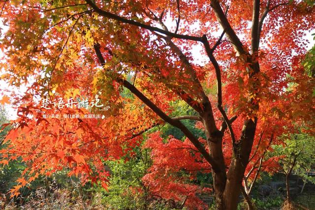 浙江宁波这片水上森林又出圈，色彩缤纷堪比油画，但一周后会更美