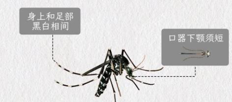 被蚊子咬后起红点vs鼓大包，说明体质有区别？