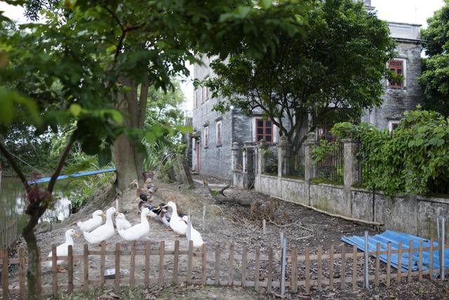 广东开平无人村，村民斥巨资盖豪宅后，全村移民加拿大，70年未归